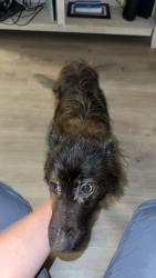 Found/Stray Male Dog last seen Major Dr, Beaumont, TX 77713