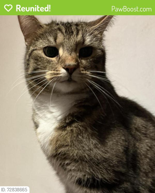 Reunited Female Cat last seen whetstone lane, West Midlands, England WS9 0HF