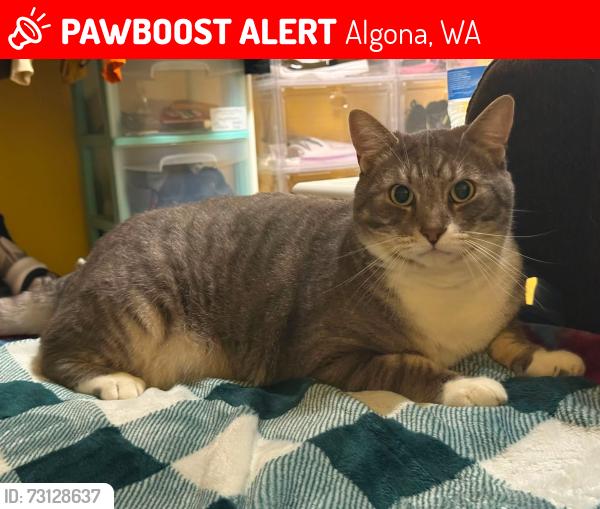 Lost Male Cat last seen Celery Ave and 9th Ave N, Algona, WA 98001