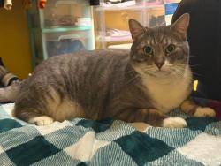 Lost Male Cat last seen Celery Ave and 9th Ave N, Algona, WA 98001