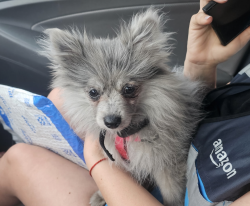 Reunited Unknown Dog last seen In front of gate at Oak Crest Village gated community next to fire station between Fair Oaks Blvd and CBar park, Citrus Heights, CA 95621