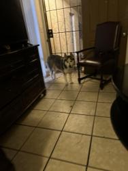 Found/Stray Unknown Dog last seen Near the Rosa parks field, San Diego, CA 92105