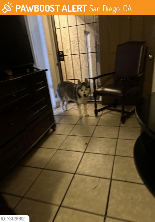 Found/Stray Unknown Dog last seen Near the Rosa parks field, San Diego, CA 92105