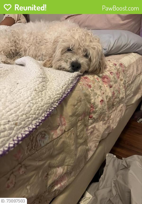 Reunited Male Dog last seen Temperance and Walters neighborhood, Fowler, CA 93625