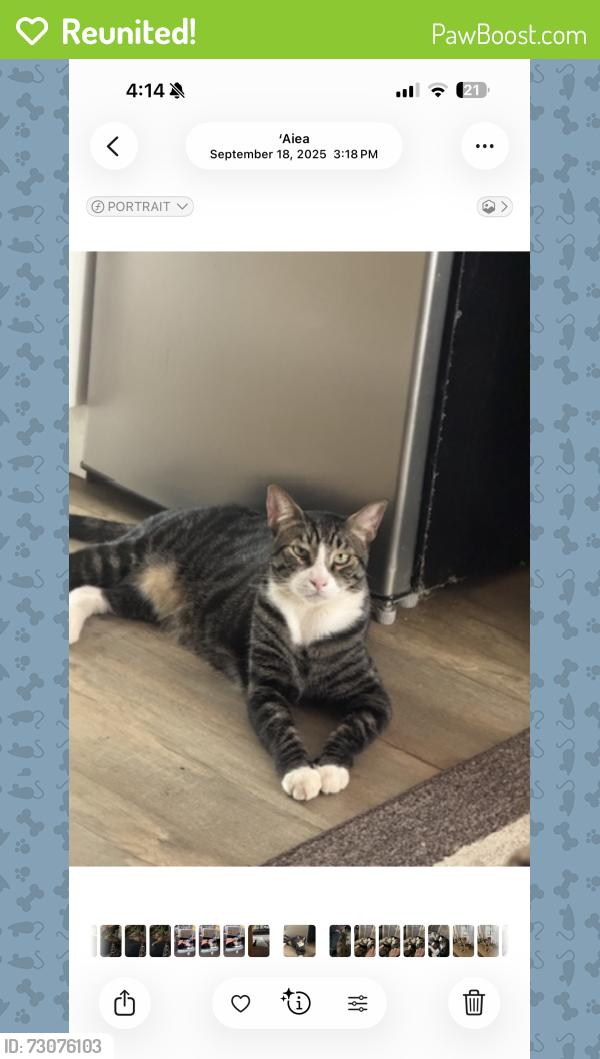 Reunited Male Cat last seen Dusty daylight & crescent moon, Henderson, NV 89052