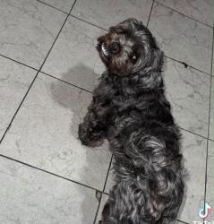 Lost Female Other last seen 106-15 corona av queens Nueva York , Queens, NY 11368