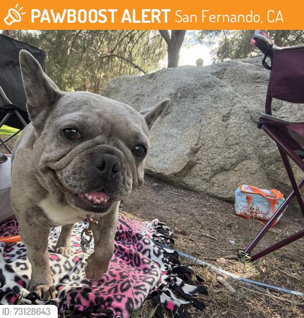 Found/Stray Female Dog last seen Glenoaks and Arroyo, San Fernando, CA 91340