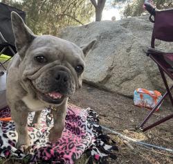 Found/Stray Female Dog last seen Glenoaks and Arroyo, San Fernando, CA 91340