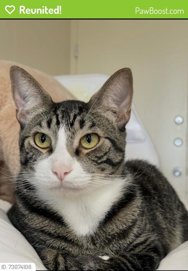 Reunited Male Cat last seen Jumping hills, morning crescent, dusty daylight, Henderson, NV 89052
