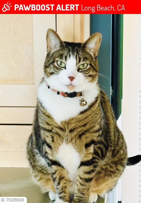 Lost Female Cat last seen Pacific Ave and Bixby Rd, Long Beach, CA 90807