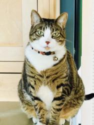 Lost Female Cat last seen Pacific Ave and Bixby Rd, Long Beach, CA 90807