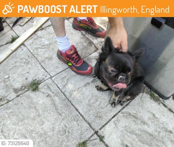 Found/Stray Female Dog last seen Rose Heath, Halifax, Illingworth, England 