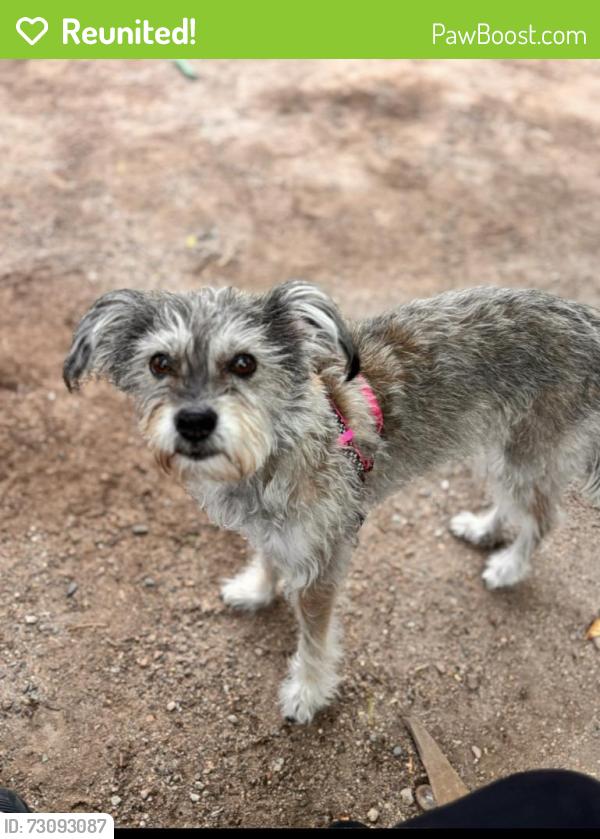 Reunited Female Dog last seen Near E Camino de la Colina, Tucson, AZ 85711, USA, Tucson, AZ 85711