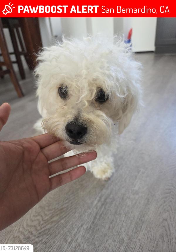 Lost Male Dog last seen 27th St and I St, San Bernardino, CA 92404