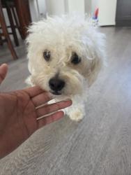 Lost Male Dog last seen 27th St and I St, San Bernardino, CA 92404
