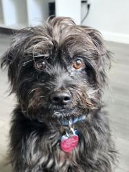 Reunited Male Dog last seen Shorthorn and Lohani, Fort Worth, TX 76131