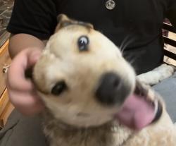 Lost Female Dog last seen White Rd San Jose California, San Jose, CA 95127