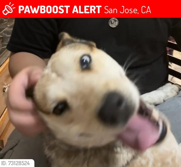 Lost Female Dog last seen White Rd San Jose California, San Jose, CA 95127