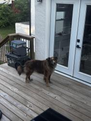 Reunited Female Dog last seen Seine dr, lac carpi lake, Bonne Terre, MO 63628