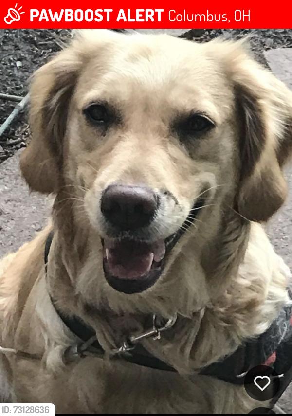 Lost Female Dog last seen Stelzer road and McCutcheon, Columbus, OH 43219