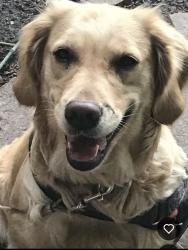 Lost Female Dog last seen Stelzer road and McCutcheon, Columbus, OH 43219
