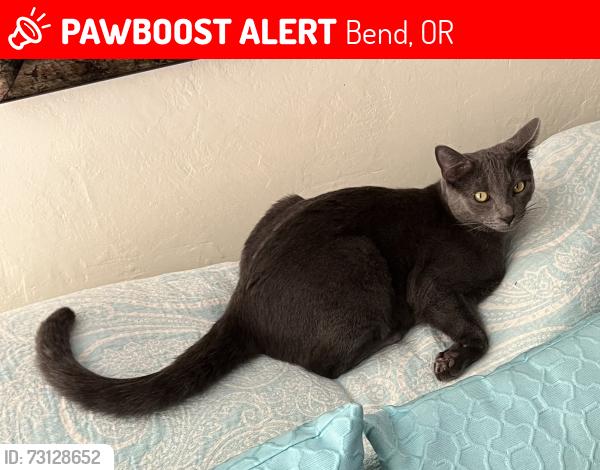 Lost Male Cat last seen Ne 10th & Franklin, Bend, OR 97701