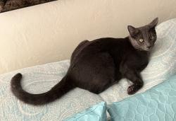 Lost Male Cat last seen Ne 10th & Franklin, Bend, OR 97701