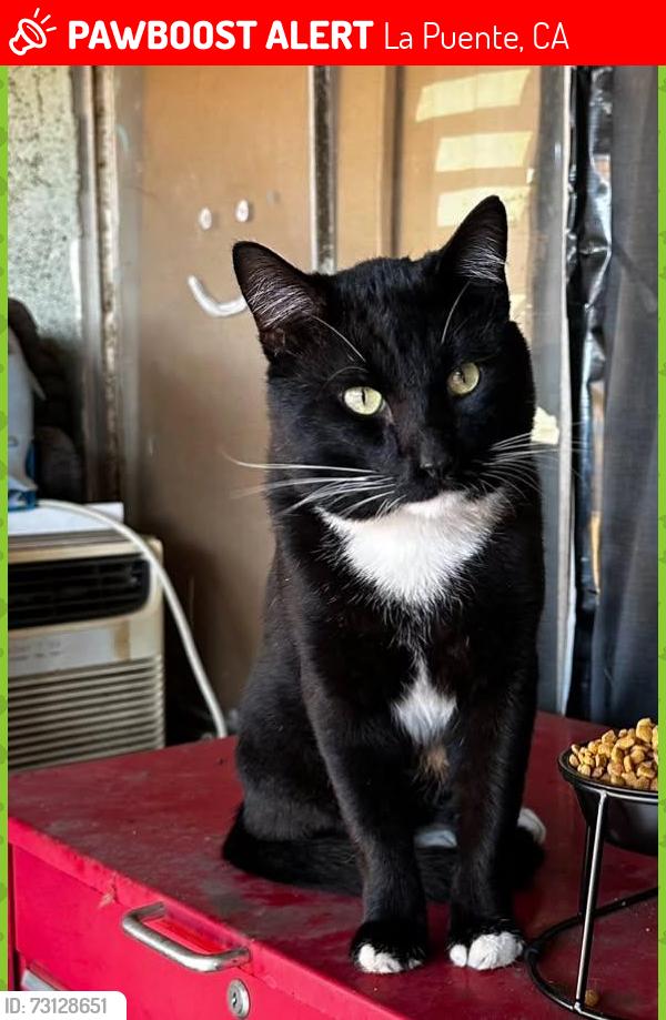 Lost Male Cat last seen Home but live in front of school of van wig, La Puente, CA 91744