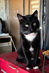 Lost Male Cat last seen Home but live in front of school of van wig, La Puente, CA 91744