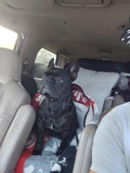 Lost Male Dog last seen Discovery Bay Blvd, Discovery Bay, CA 94514