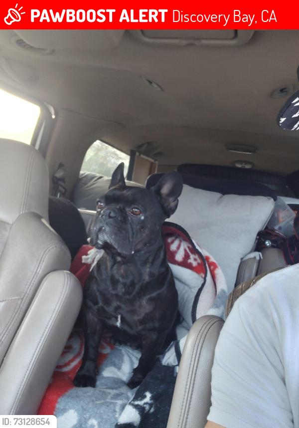 Lost Male Dog last seen Discovery Bay Blvd, Discovery Bay, CA 94514