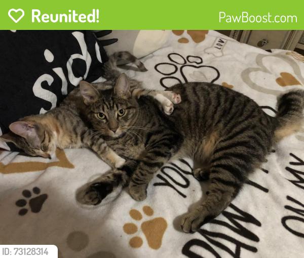Reunited Male Cat last seen Near Valley Vista Blvd, Van Nuys, CA 91403, USA, Los Angeles, CA 91403