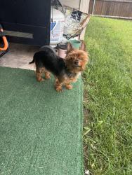 Lost Female Dog last seen Near rosewood st, Princeton, TX 75407