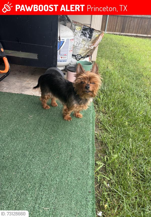 Lost Female Dog last seen Near rosewood st, Princeton, TX 75407