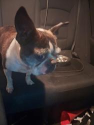 Found/Stray Male Dog last seen Chappel creek, Fort Worth, TX 76108