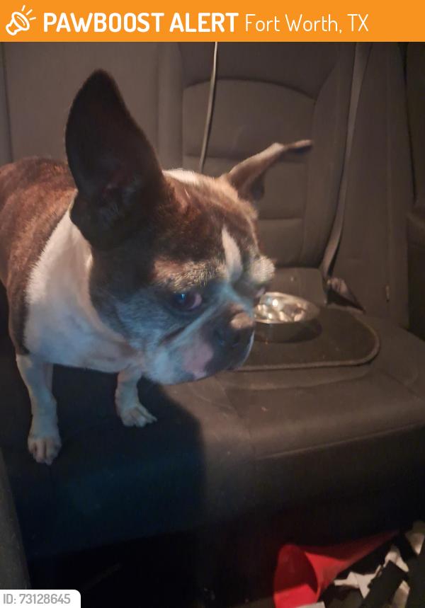Found/Stray Male Dog last seen Chappel creek, Fort Worth, TX 76108