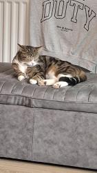 Lost Male Cat last seen Park drive Lofthouse, Lofthouse, England 