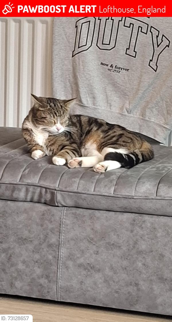 Lost Male Cat last seen Park drive Lofthouse, Lofthouse, England 