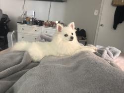 Lost Female Dog last seen Near Arrowhead blvd, Jonesboro, GA 30236