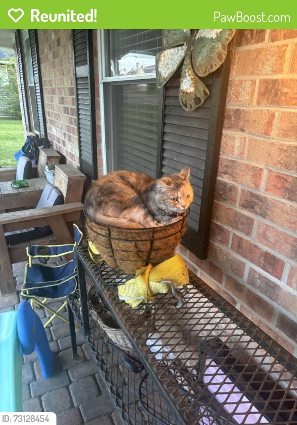 Reunited Female Cat last seen Rogers Public Library, Rogers, AR 72758