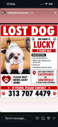 Lost Female Dog last seen Riverstone apmts, Southfield, MI 48033