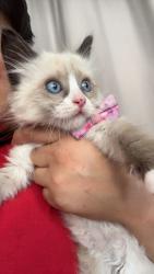 Reunited Female Cat last seen Near Shalimar Dr, Costa Mesa, CA 92627