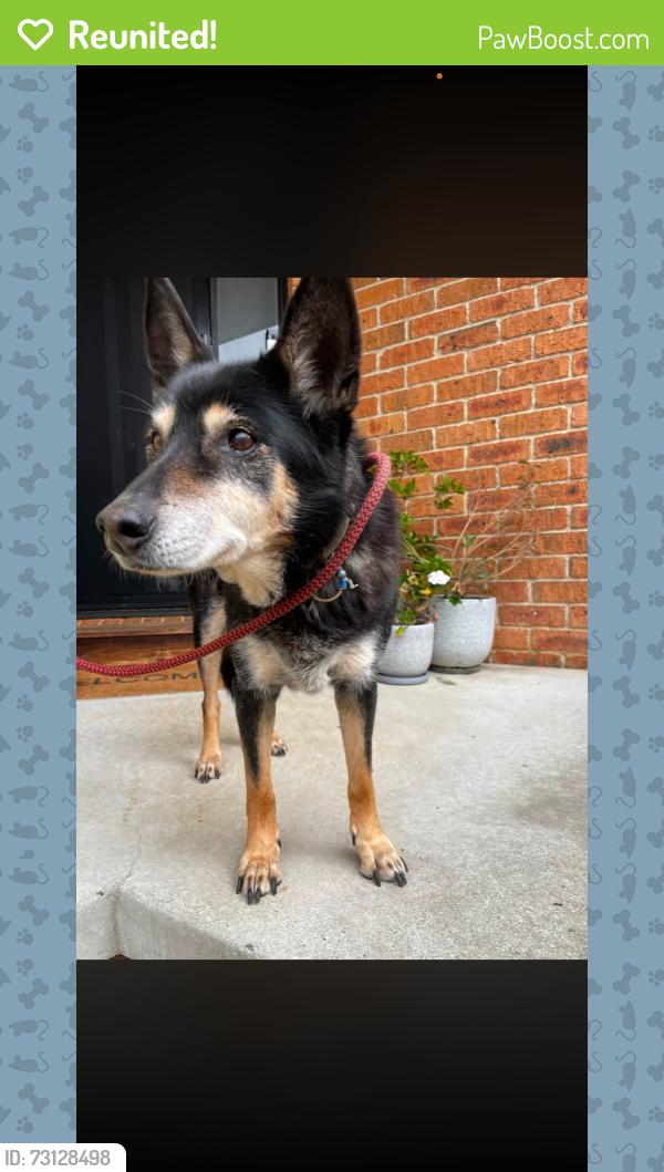 Reunited Female Dog last seen Saunders Street, Ngunnawal, ACT 2913