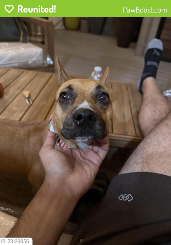 Reunited Female Dog last seen Lyric lane, San Jose, CA 95111