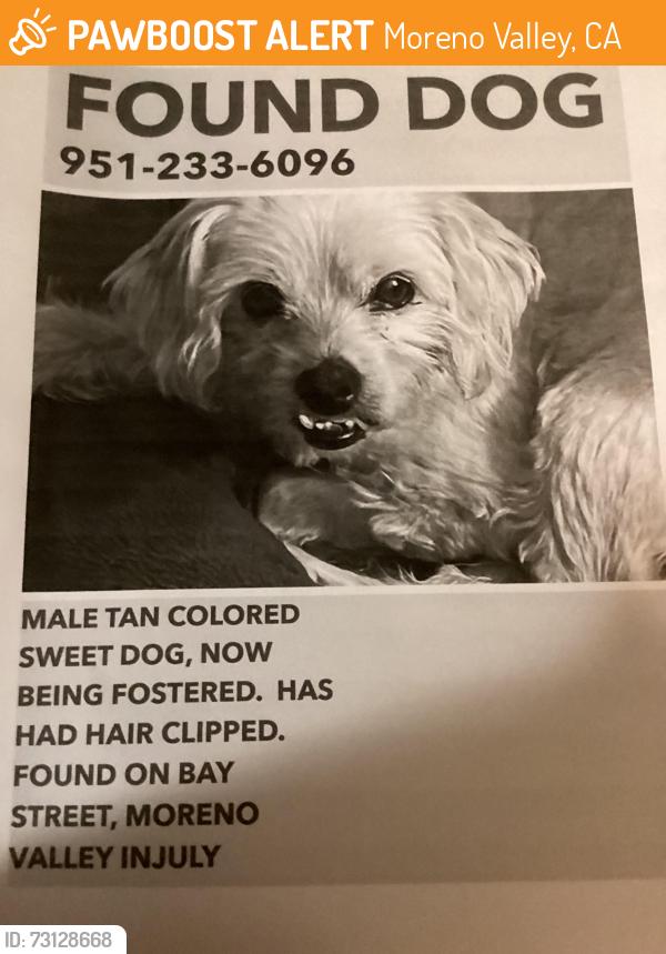 Found/Stray Male Dog last seen Bay and Yee, Moreno Valley, CA 92553