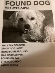 Found/Stray Male Dog last seen Bay and Yee, Moreno Valley, CA 92553