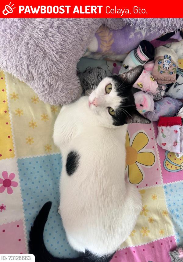 Lost Male Cat last seen colonia la misión en la avenida Mexico, por la farmacia Guadalajara y el bara, Celaya, Gto. 38015