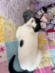 Lost Male Cat last seen colonia la misión en la avenida Mexico, por la farmacia Guadalajara y el bara, Celaya, Gto. 38015