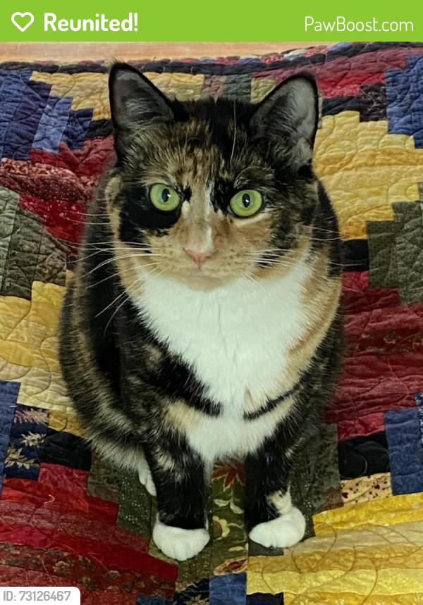 Reunited Female Cat last seen Arbutus St and 13th Ave, Vancouver, BC V6K 2S2