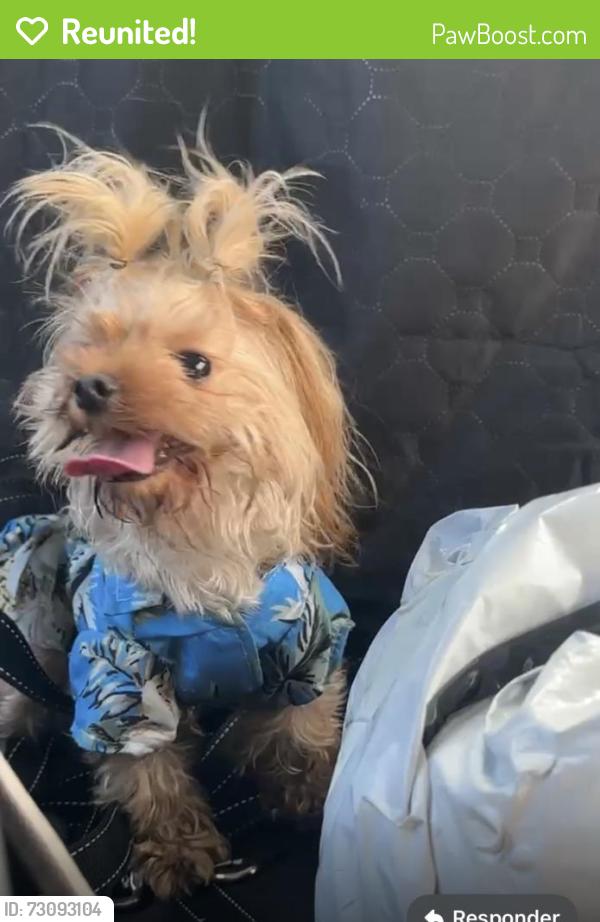Reunited Male Dog last seen LA, Los Ángeles, CA 90012